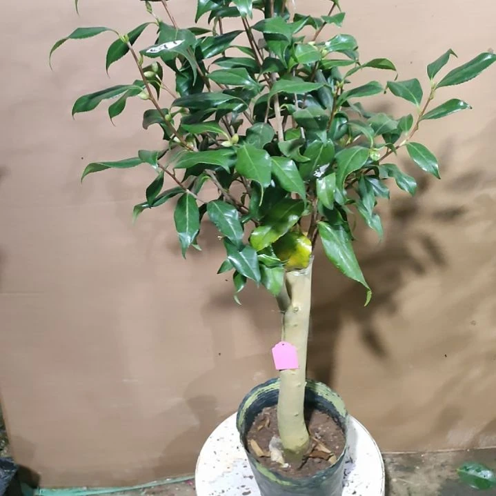 677樱花春，原盆原土发货，不包邮