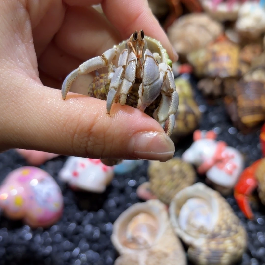 06 雾霾蓝彩灰寄居蟹1.8口