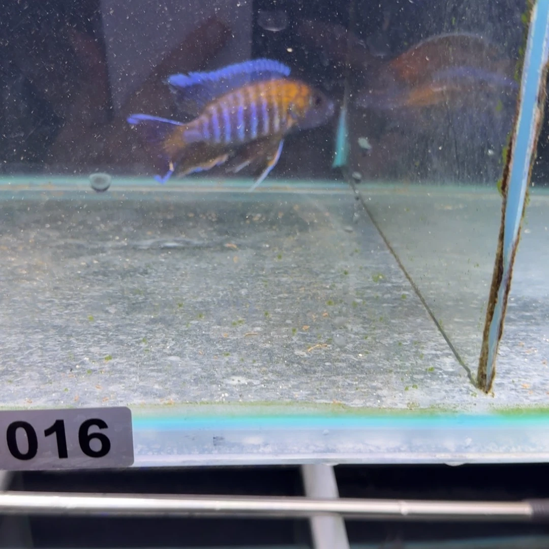 提***福慈鲷鱼16号红珊瑚