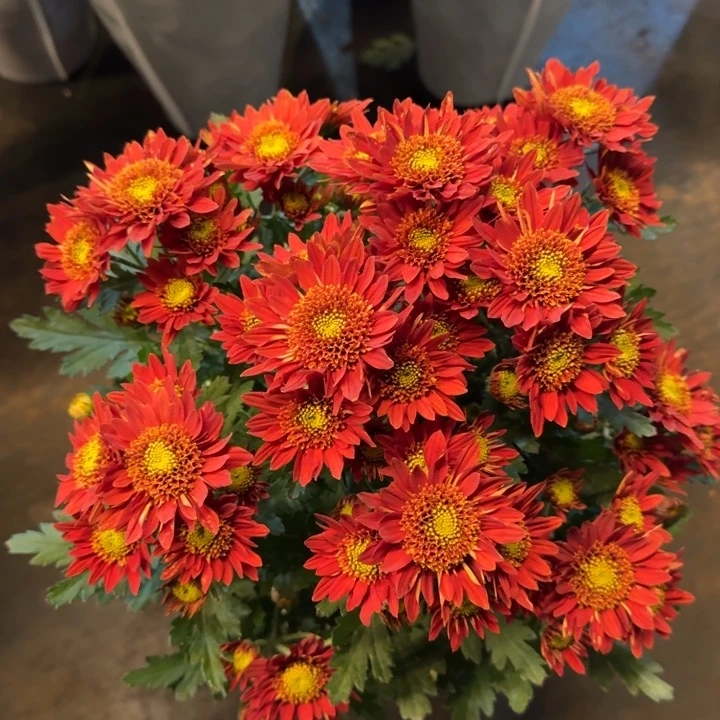 火焰泡泡小菊盆栽