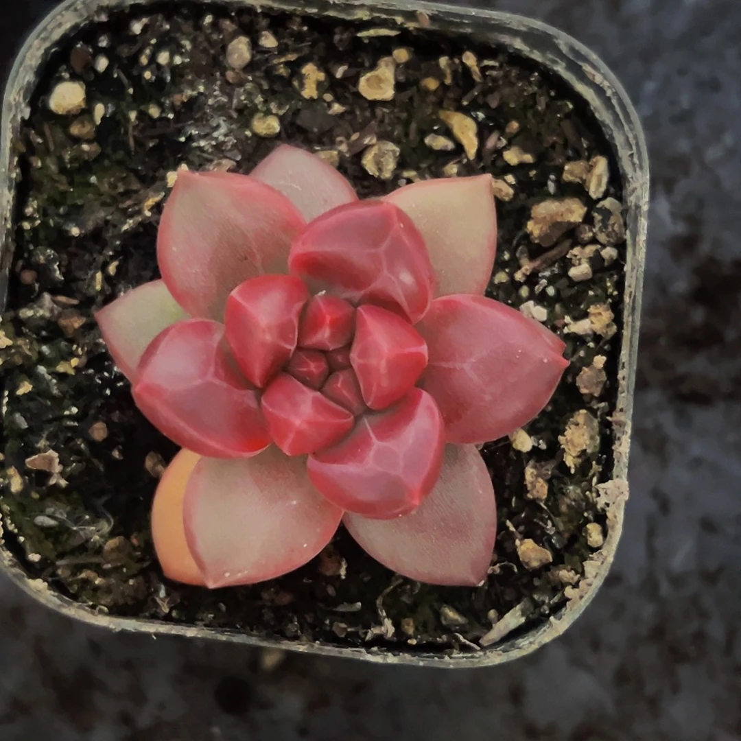 桔云多肉美人精品系列