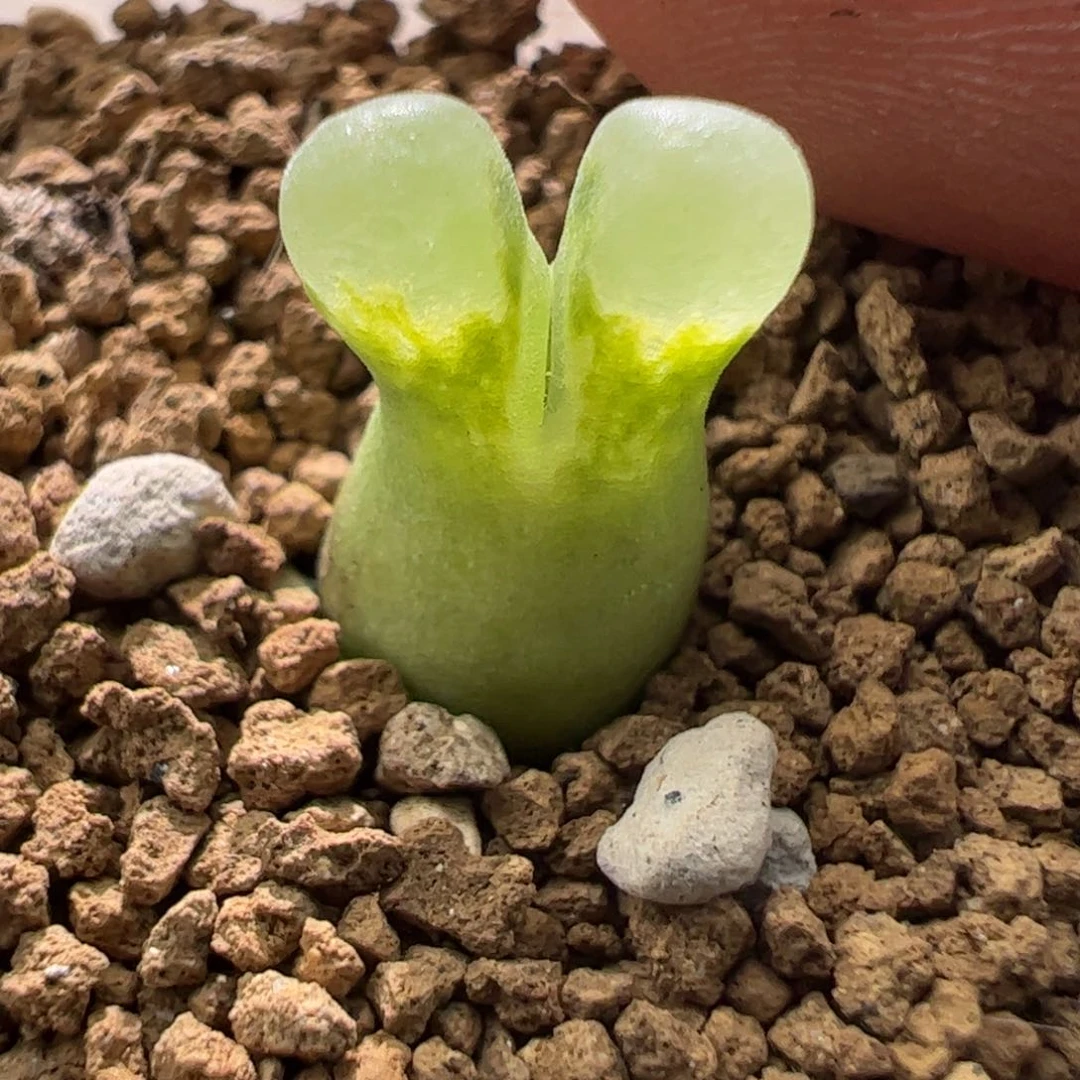 美风铃一颗829。