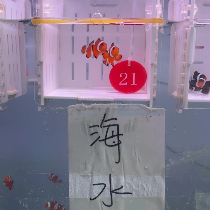 海水鱼精品公子2条4左右