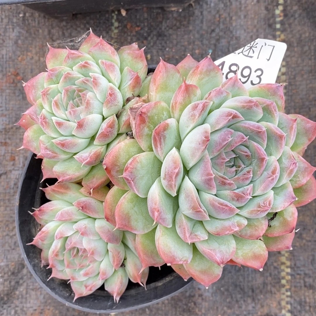 枫***谜不包整散掉头4893~12厘米