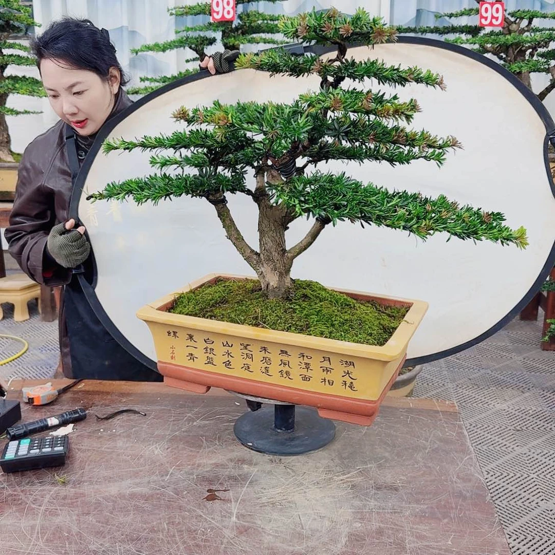 无花朵罗汉松一物一拍888