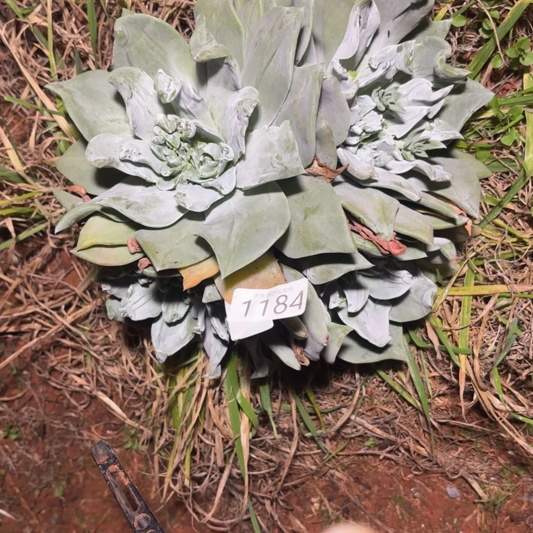 雨***相仙女杯多肉植物杂交