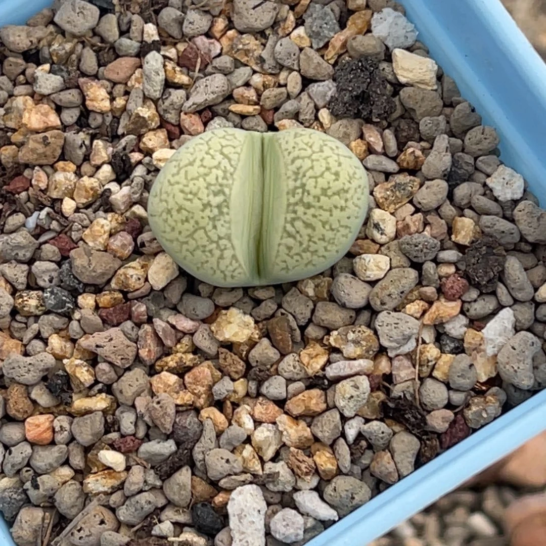 7616绿蛇纹玉1尺寸2.0