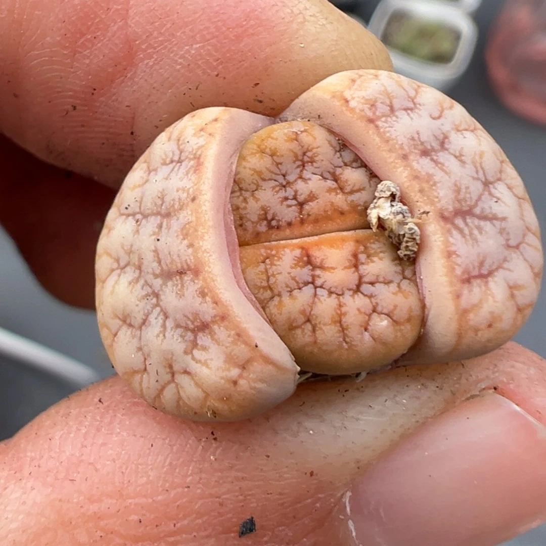 11.27好看的多肉脱土发货564