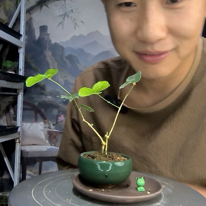 O*E中青园艺一物一拍79