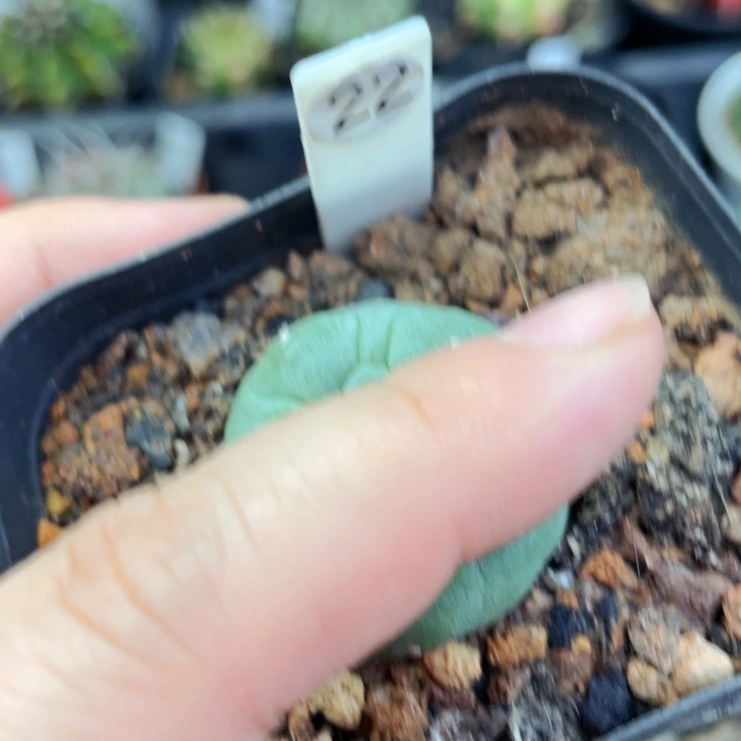 盆5公分满25包邮裸根发货