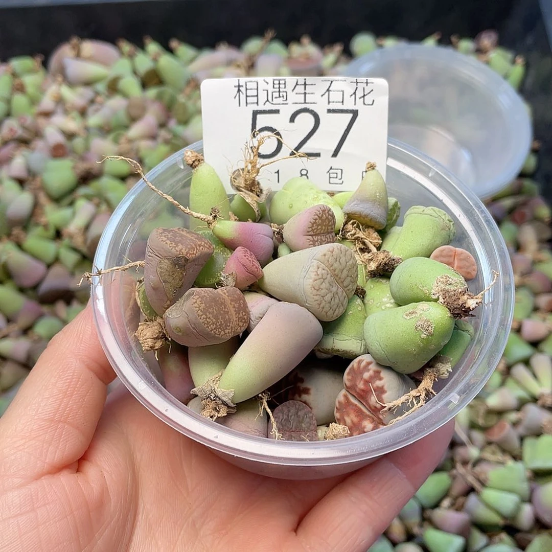 夏季清筐不售后 527