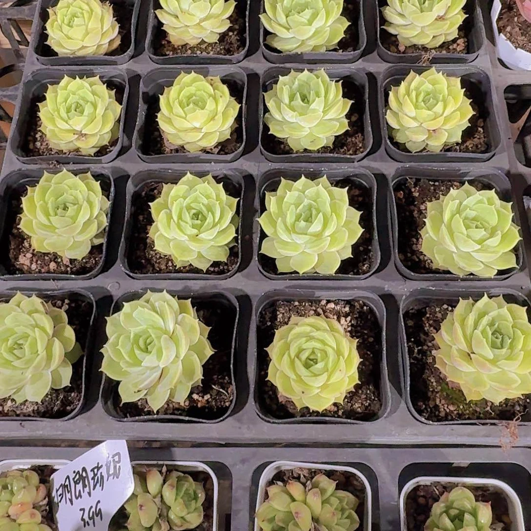 精品昂斯诺多肉植物