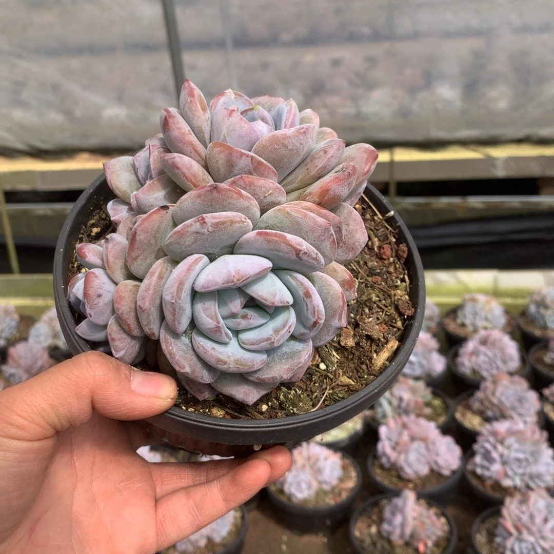 无花朵哈哈哈哈哈哈哈哈无砍