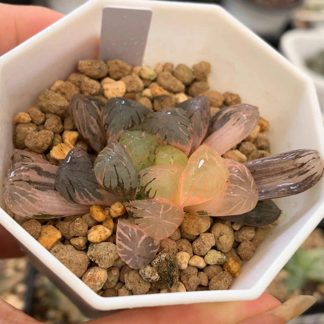 孔明灯玉露锦，带盆发货