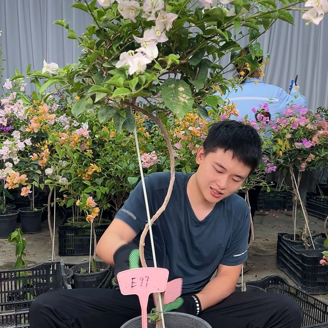 E***鹏当前无花栽培后可以开花E97丽娜