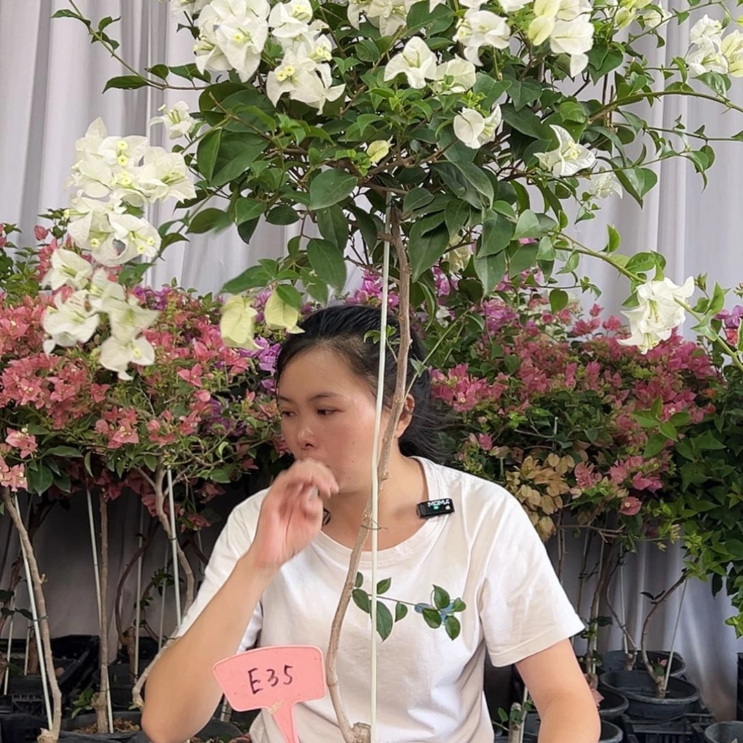 莹***当前无花栽培后可以开花E35白雪