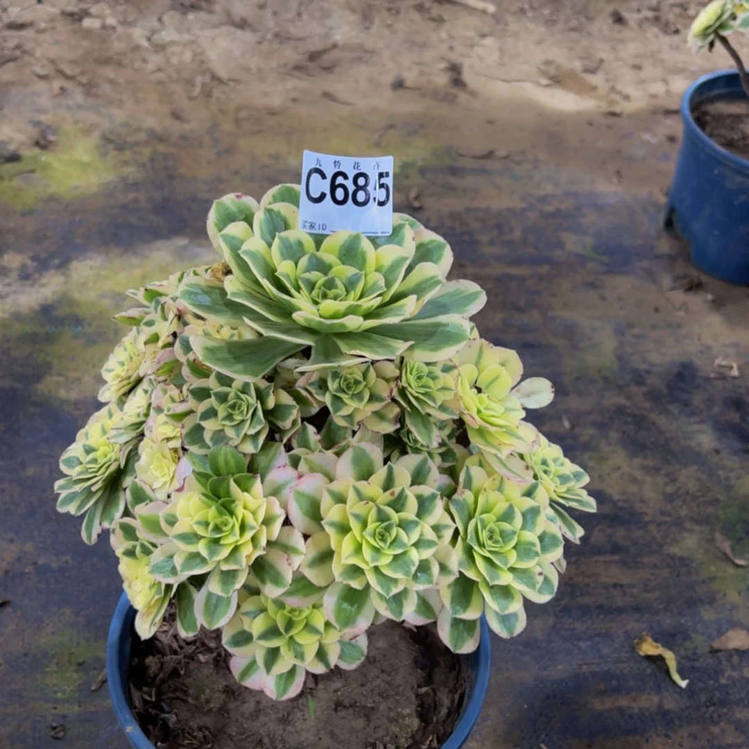 【闪购商品】68500