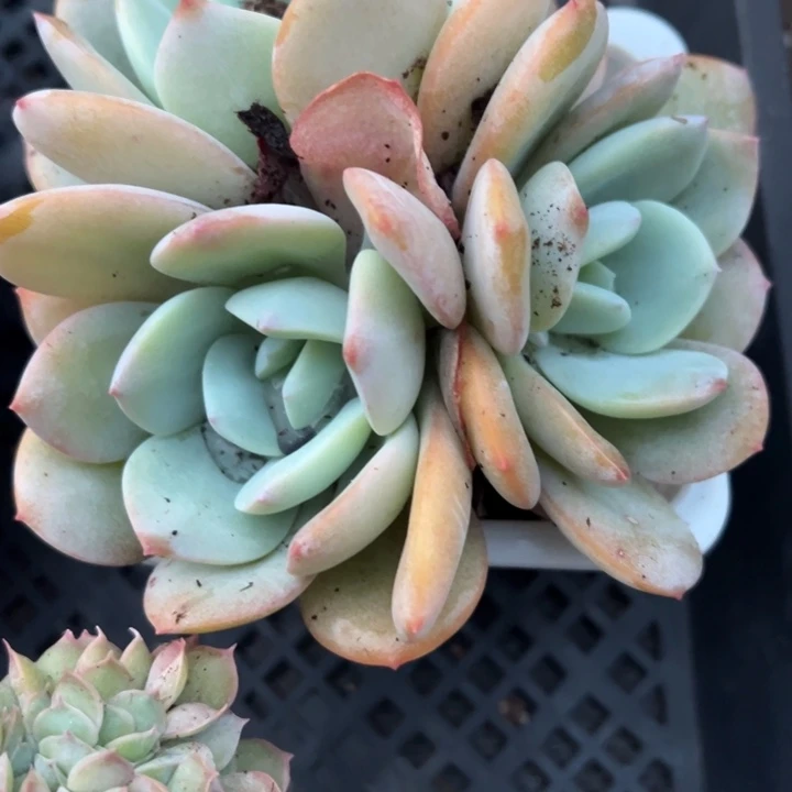 三头奶茶多肉植物151