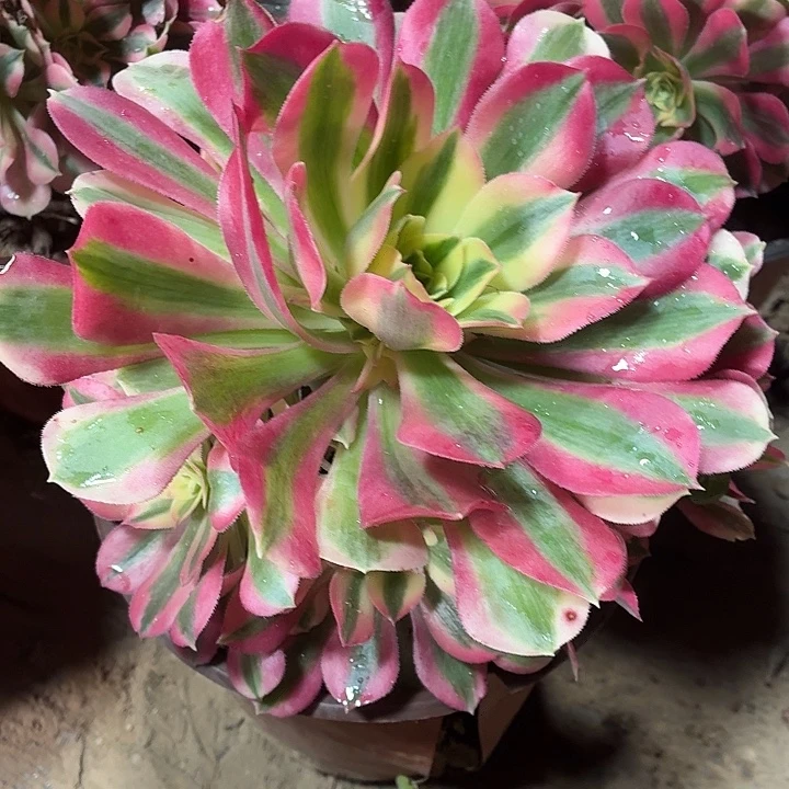 粉女巫带主头一棵脱土