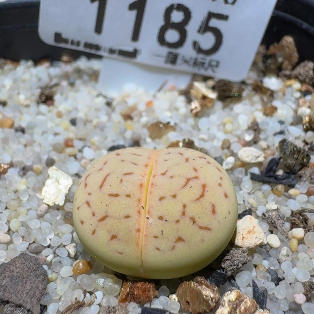 Ssss精品生石花1185