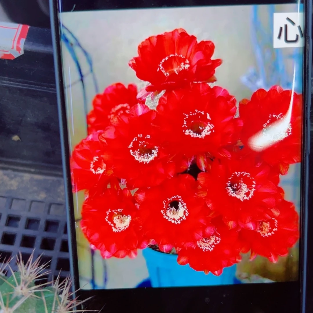 下44彩草心火歪无根侧芽4公分左右20包邮