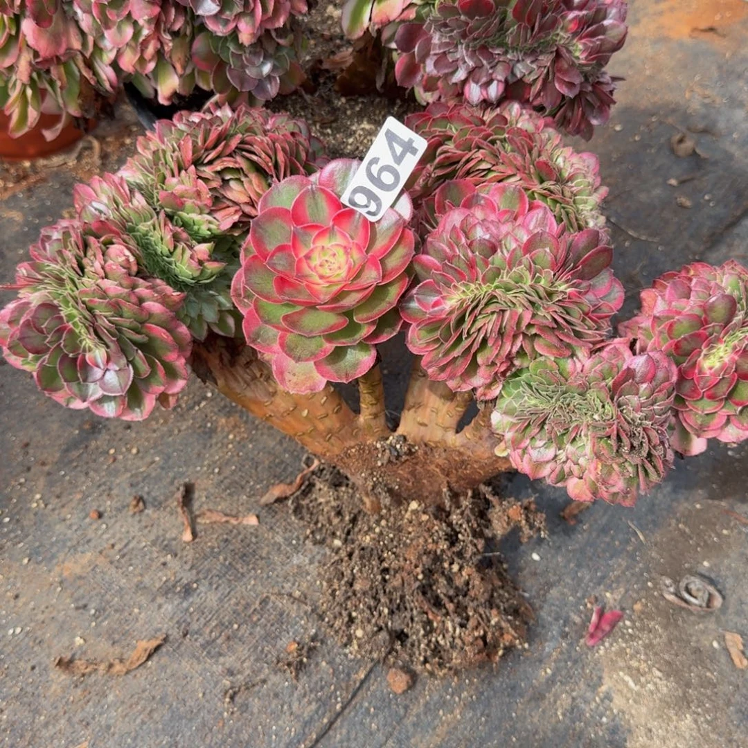 964多肉植物荔枝缀