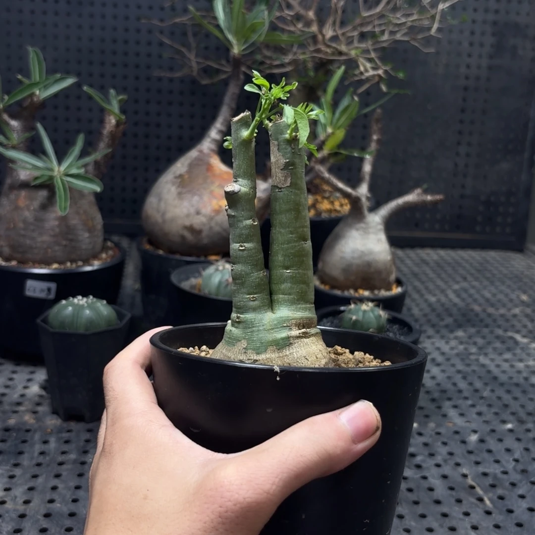 幻蝶蔓36699999966996
