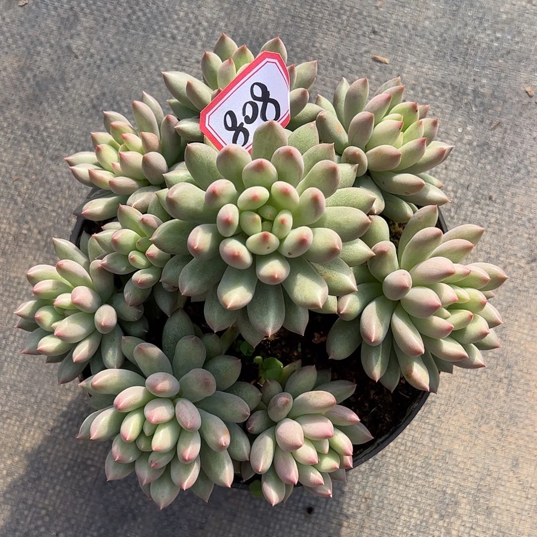 K***娜808号岩字群，一物一拍