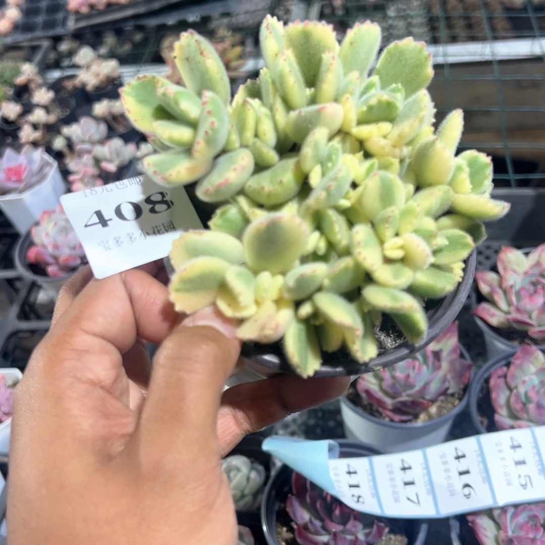 408号白熊大群一物一拍