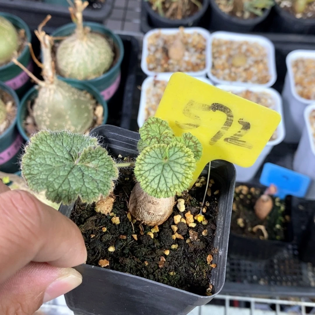 银叶睡布袋多肉植物