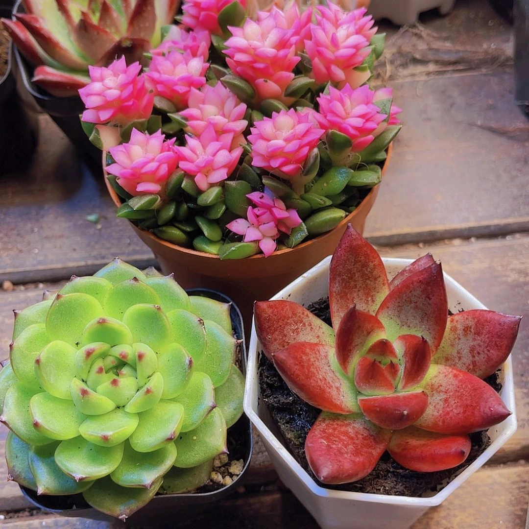 吹雪➕罗卡➕月亮石 带盆