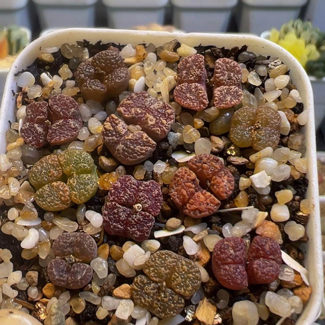 12多肉植物百科知识