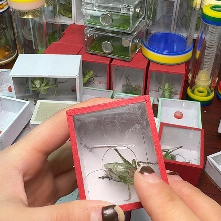 撸***饼蟋蟀4条虫。