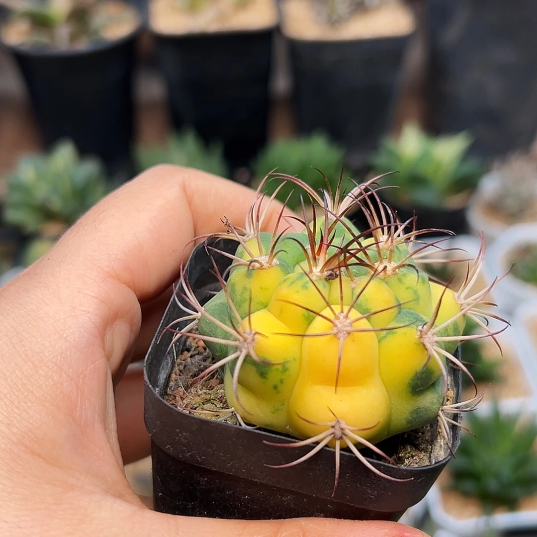 天紫玉锦实生球一颗