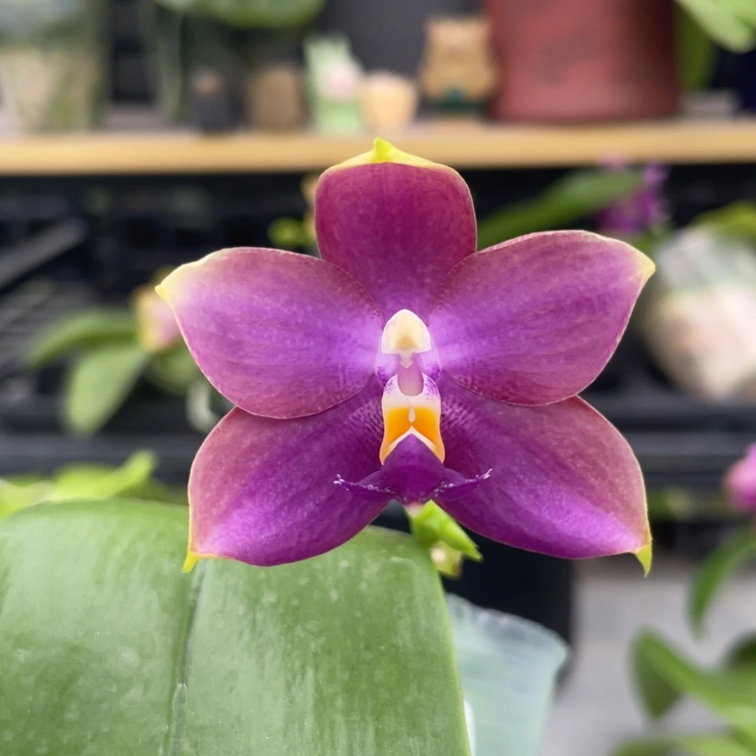 完全开放YW16，2.5杯开花株