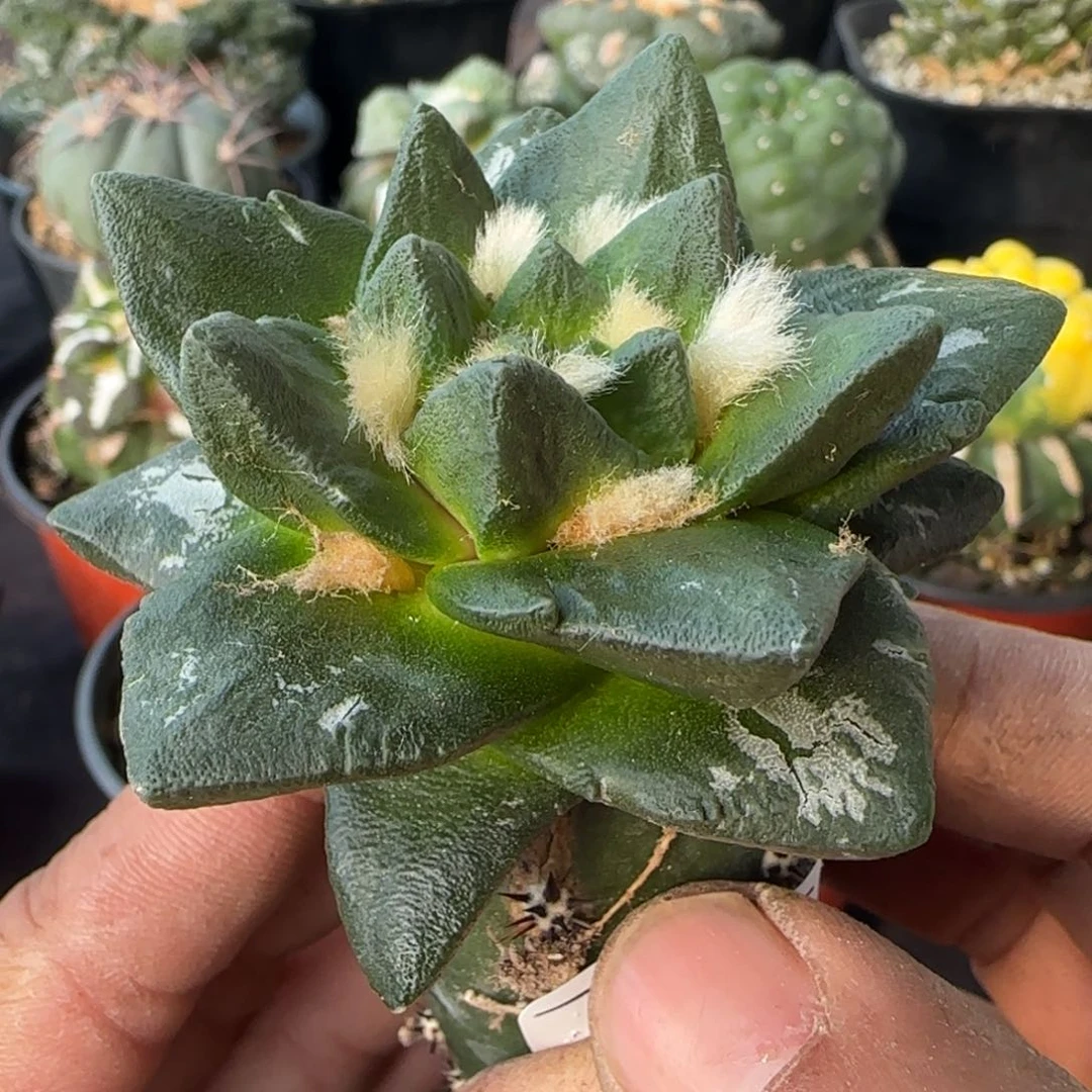 【闪购商品】村主大尤龙角大单头764