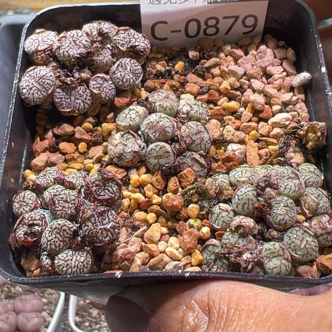 多肉植物1111111111
