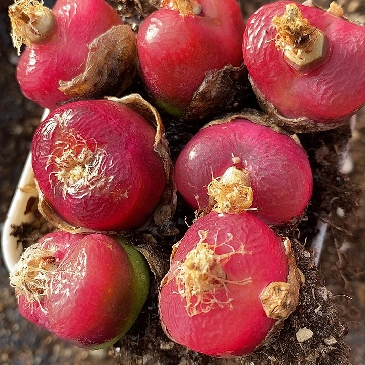 母本单头大红一颗1.8厘米