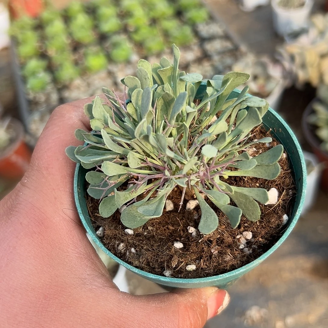 多肉植物黑魔殿块根