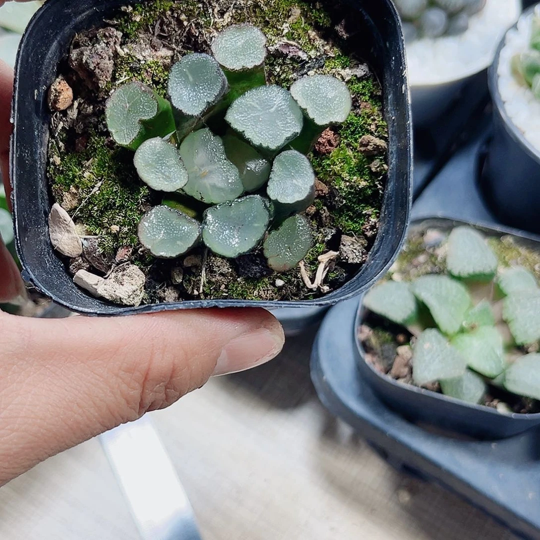 万象一系列新手好养