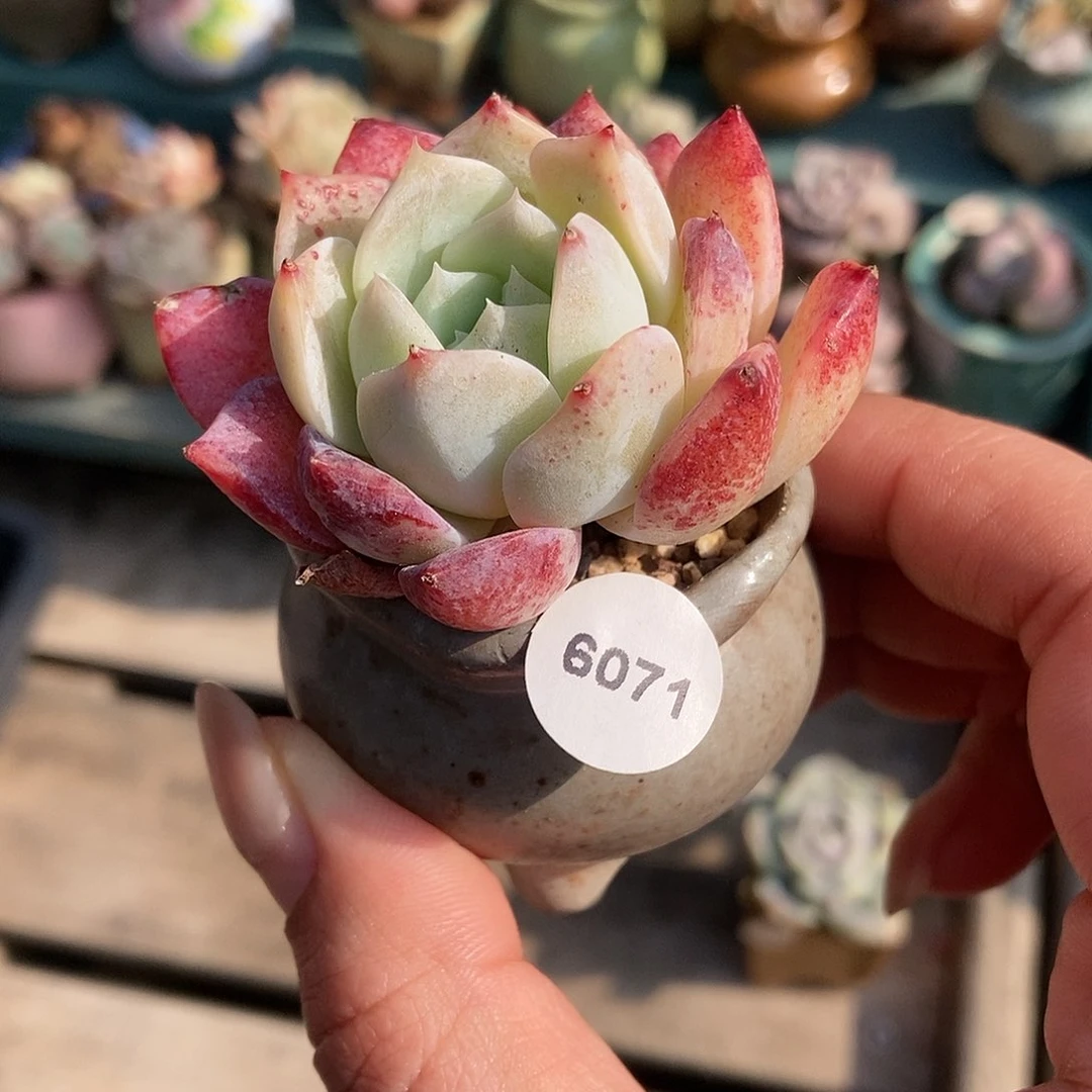 库****械6071沙糖桔带盆土