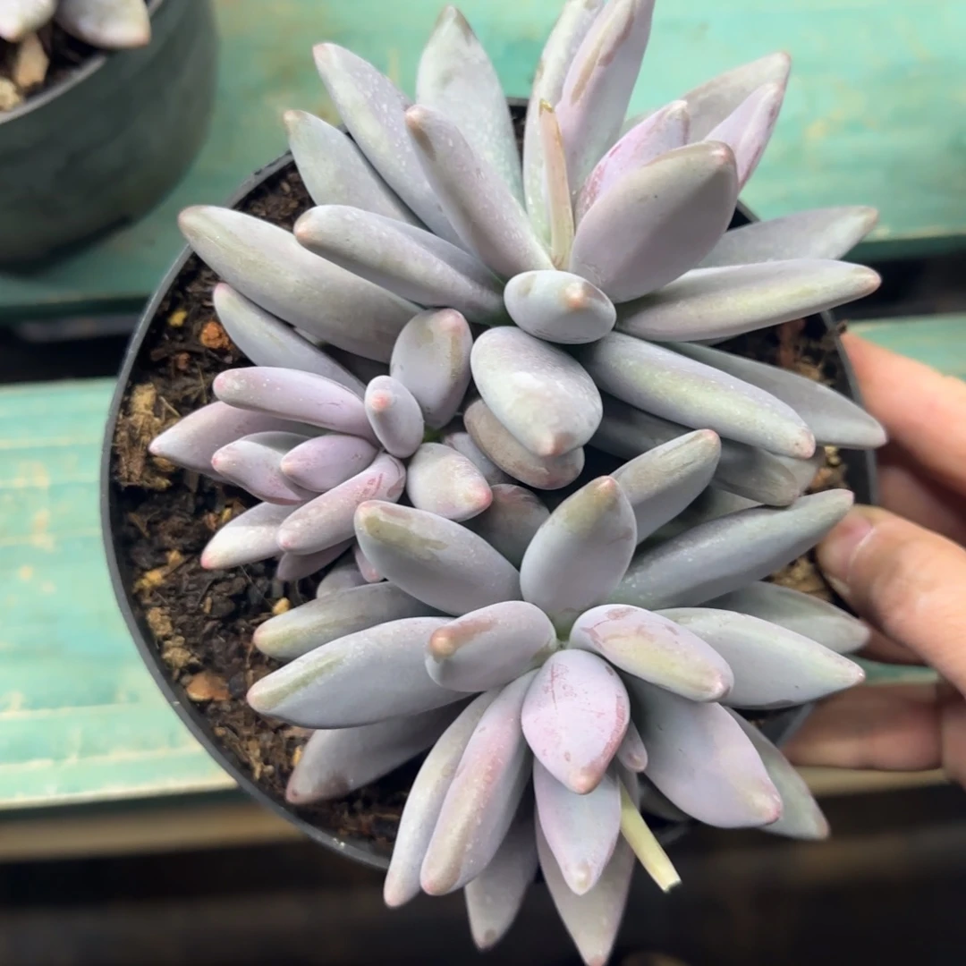 企鹅，发货点延迟111