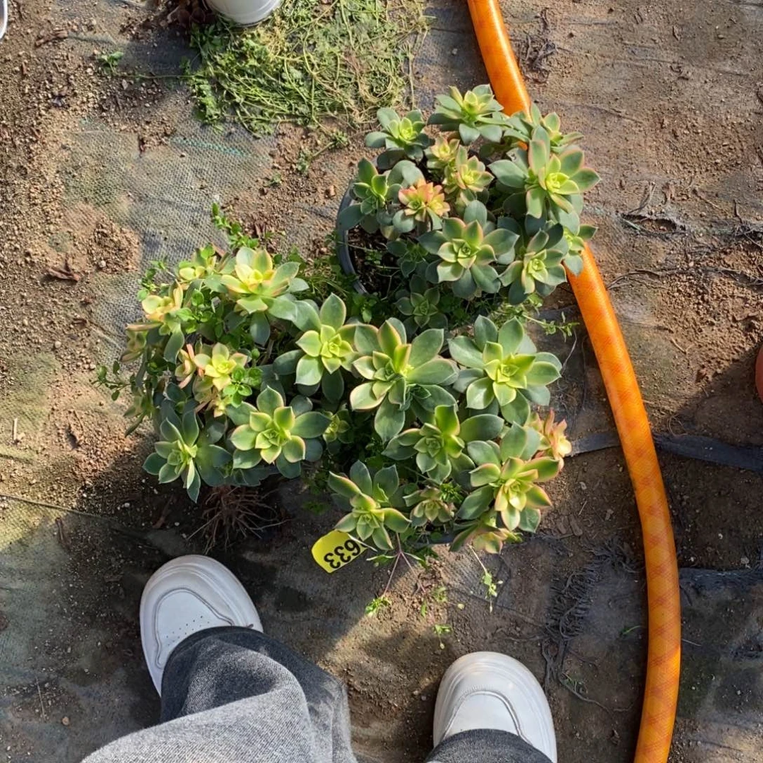 艳日辉三颗多肉法师2633