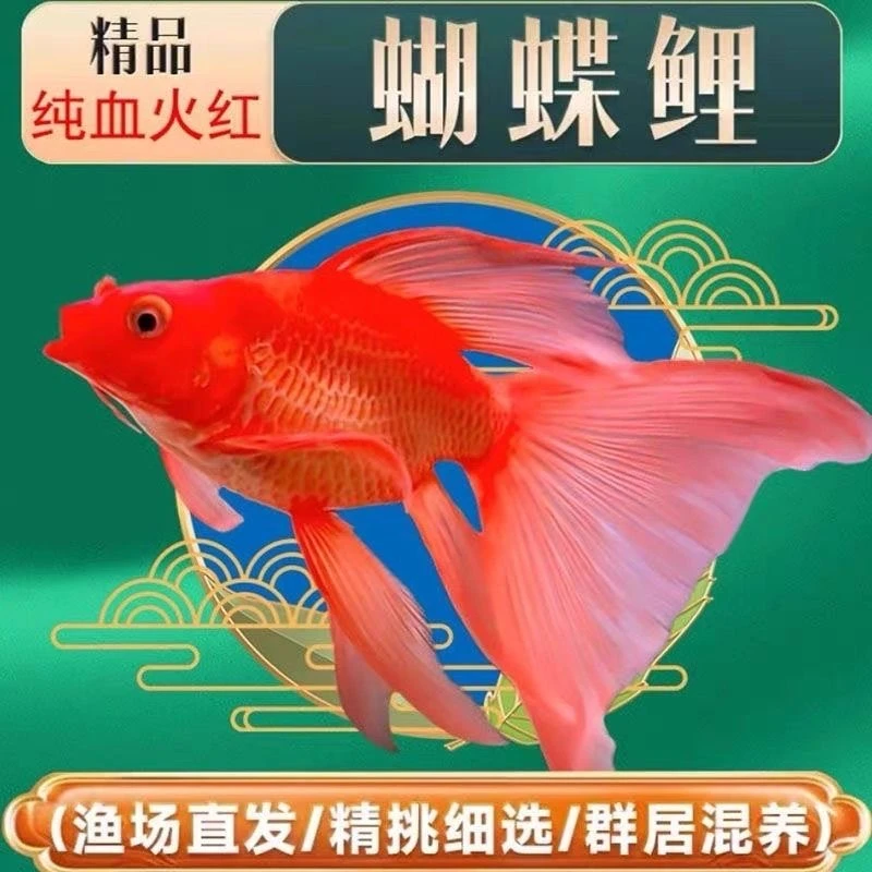 蝴蝶鲤鱼16-18公分 橙红球体 火红球体淡水观赏鱼微瑕疵