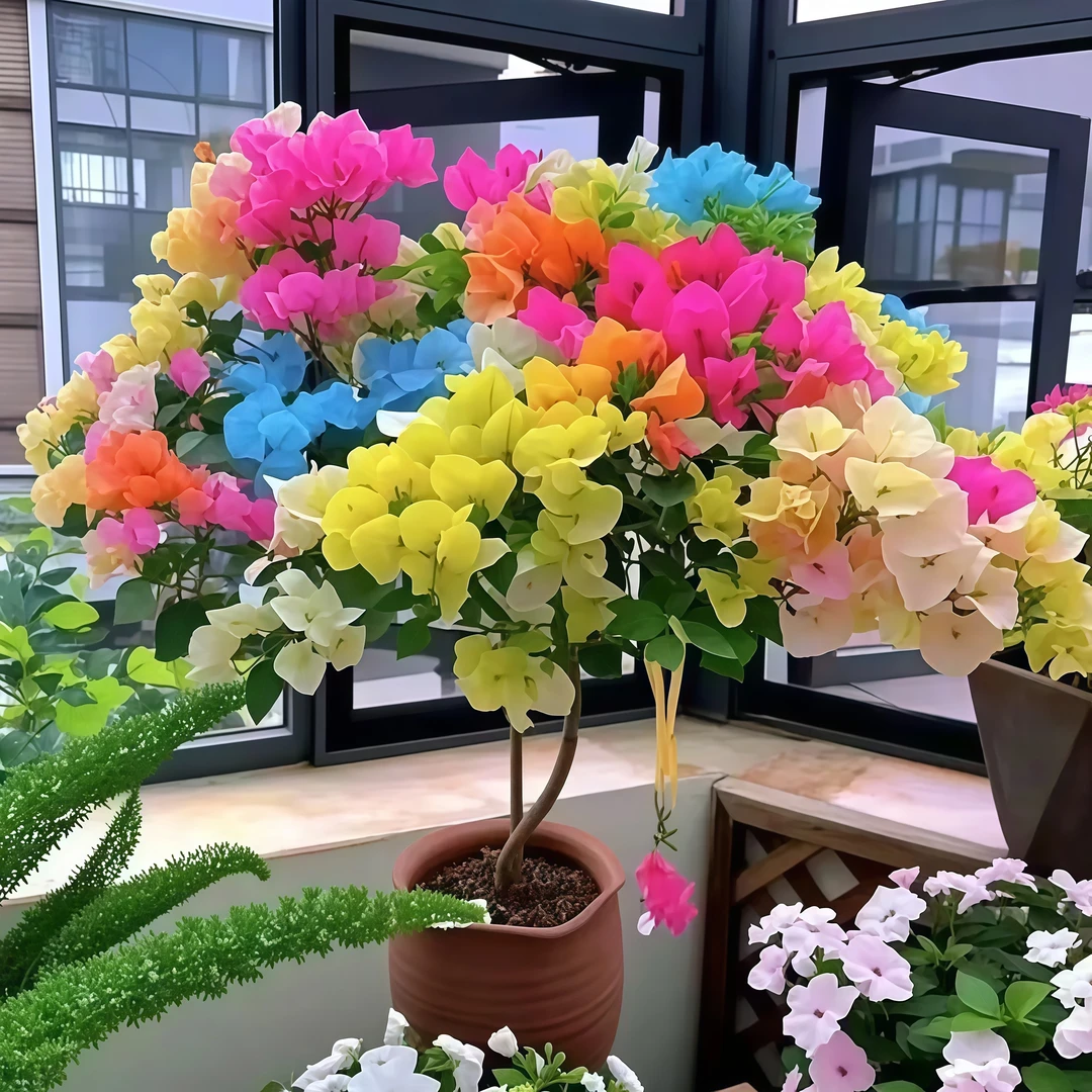 稀有品种三角梅【七彩祥云】花卉绿植盆栽盆景阳台客厅庭院飘枝
