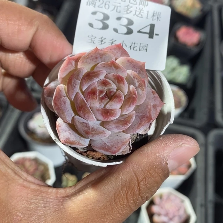 水果糖一物一拍满18包邮满26送一颗多肉