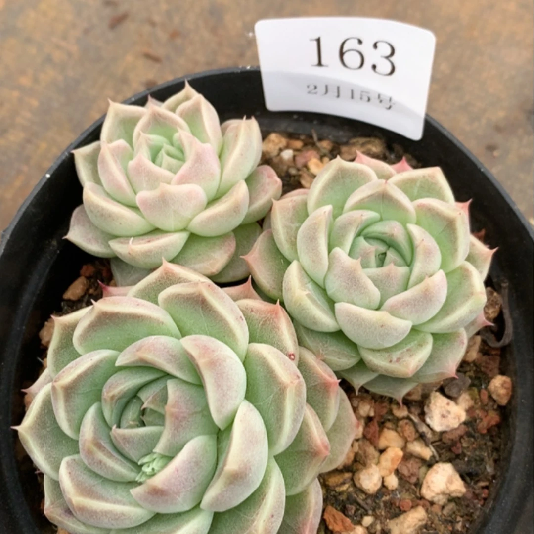 【闪购商品】云163