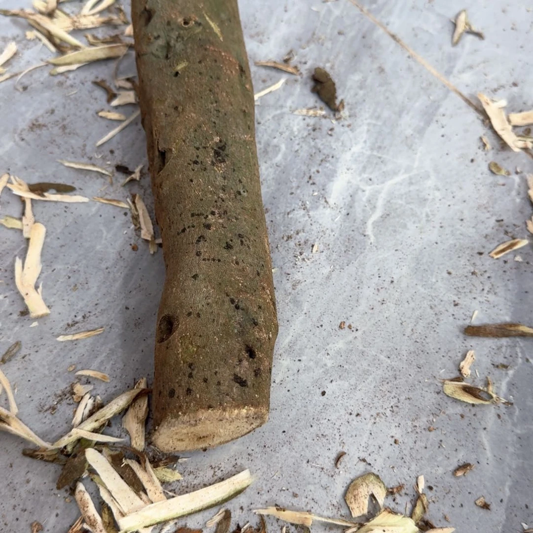 沉香碎屑沉香沉香绿绮楠