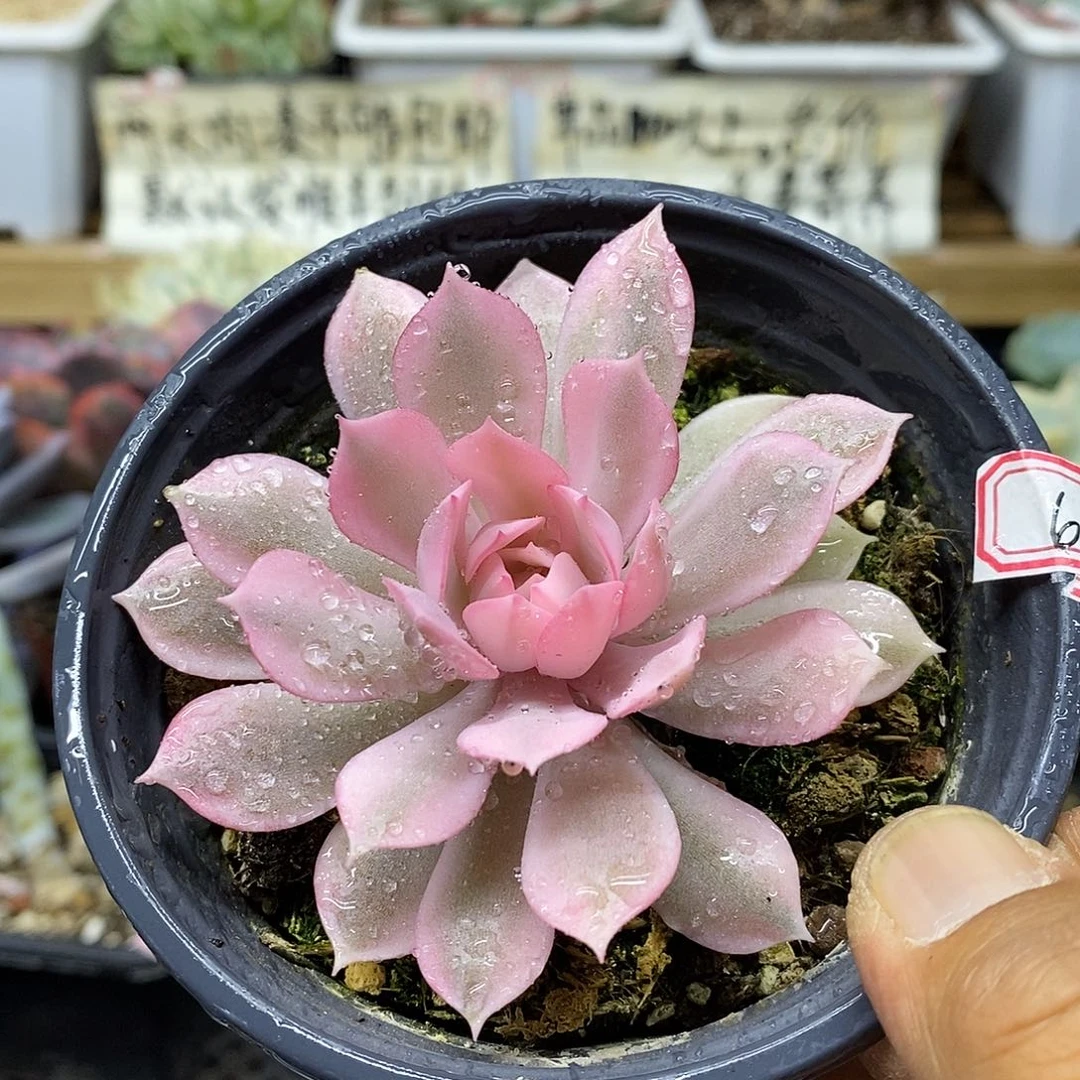 1069 粉蝶覆轮锦