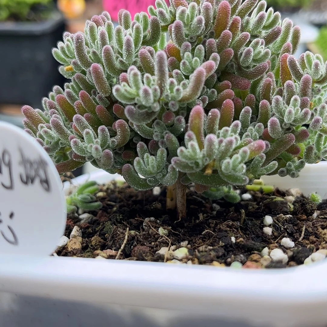 昕宝紫冰晶枝干番杏优秀